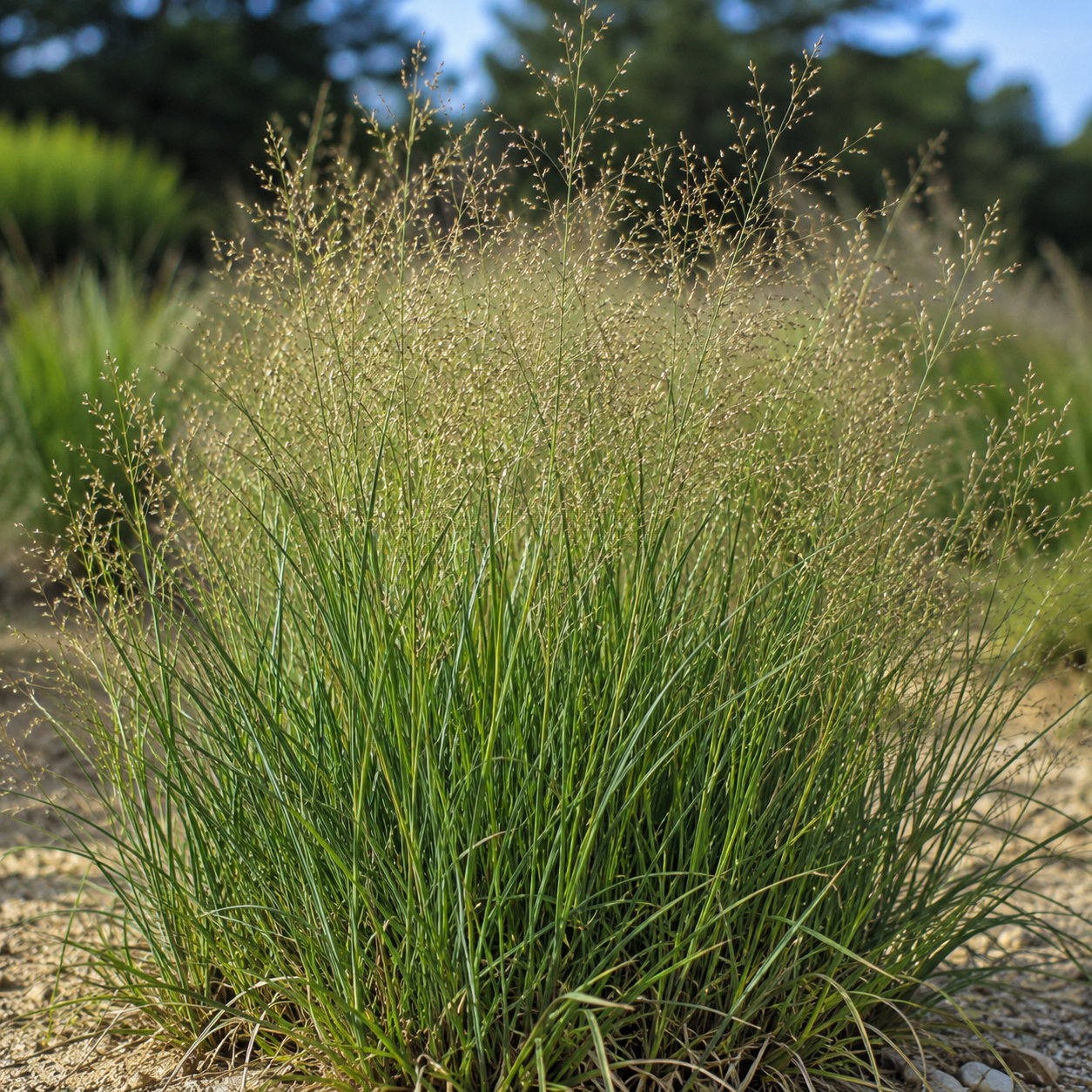 Sand Dropseed is a hardy native warm-season grass commonly used for erosion control, sandy soils, and restoration projects in dry environments. Its fine texture, adaptability, and drought tolerance make it a dependable choice for conservation plantings and low-maintenance landscapes.